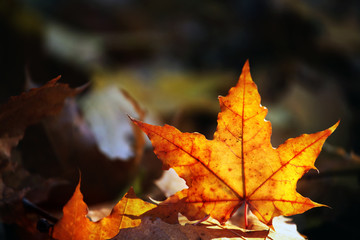 Naklejka na ściany i meble Autumn season forest leafs 