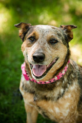 Closeup of german shepherd mix