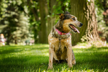 German shepherd mix in park