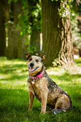 Dog smiling in the park