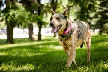 German shepherd in park