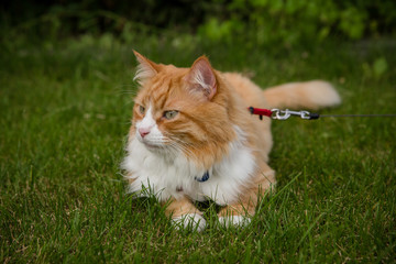 Naklejka na ściany i meble Orange tabby cat on leash