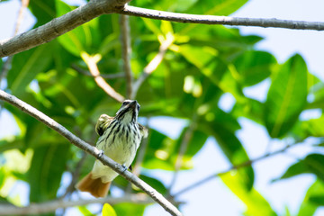 Papamoscas Rayado Común