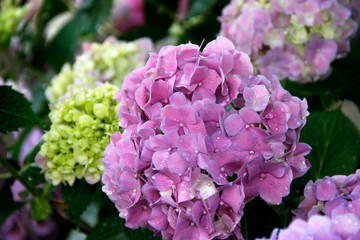 pink flowers in the garden