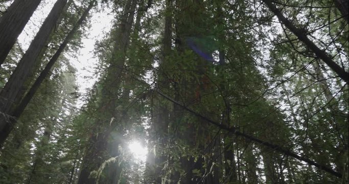 Humboldt Redwoods slow rotate looking up, shot in 10 bit C4K