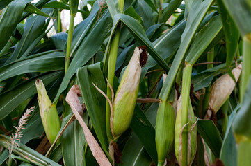 corn on the field, not very good harvest, drought