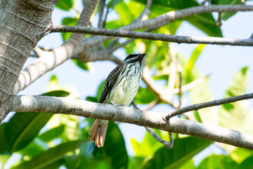 Papamoscas Rayado Común