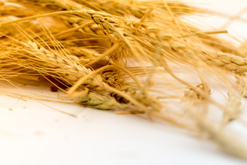 wheat on a white background