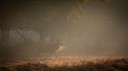 Red Deer In Sunrise Mist