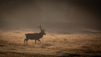 Red Deer In Sunrise Mist