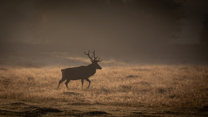 Red Deer In Sunrise Mist
