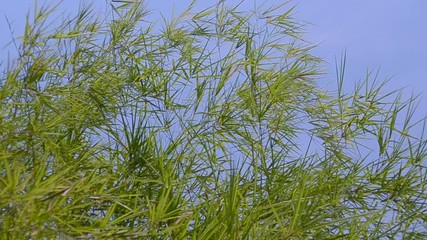 Bamboo tree moving by wind