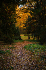 Fototapeta premium Fall in the Park