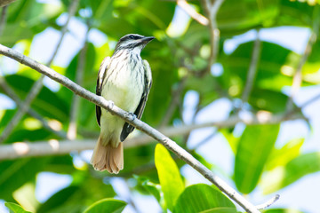 Papamoscas Rayado Común