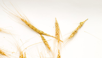 wheat macro