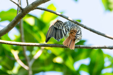 Papamoscas Rayado Común