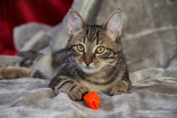small mongrel striped kitten is lying on a gray rug, looking straight, looking attentively, an orange whistle, yellow with green eyes and an orange nose, big ears, a charming baby, right corner is red