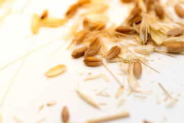 Fototapeta na wymiar macro wheat seeds
