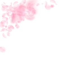 Sakura petals falling down. Romantic pink flowers 