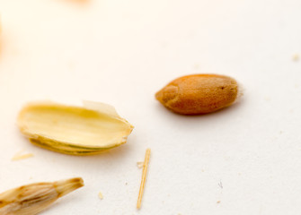Obraz premium macro wheat seeds
