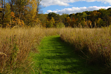 Green Turf Path Toward Autumn Forest Through Golden Tall Grass Prairie