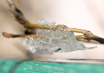 ice on the tips of the tree close-up