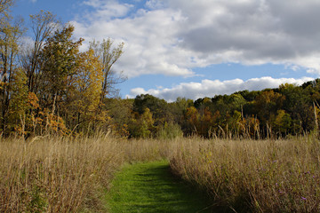 Obraz premium Green Turf Path Toward Autumn Forest Through Golden Tall Grass Prairie