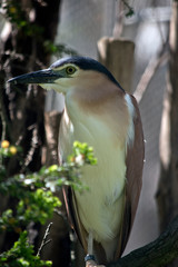 nankeen night heron