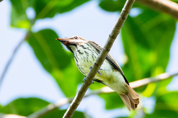 Papamoscas Rayado Común