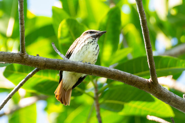 Papamoscas Rayado Común