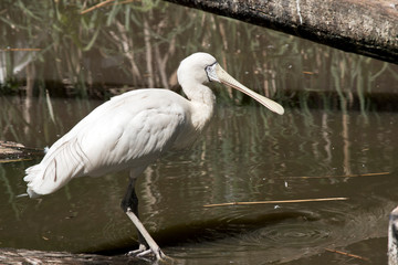 yellow spoonbill