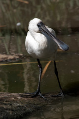Royal spoonbill