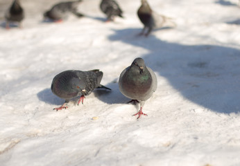 dove in the snow in search of food