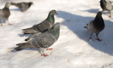 dove in the snow in search of food