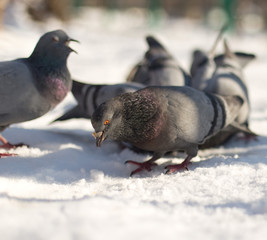 dove in the snow in search of food