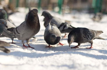 dove in the snow in search of food
