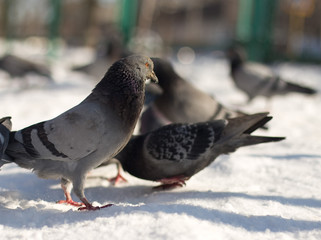 dove in the snow in search of food