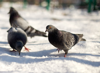dove in the snow in search of food