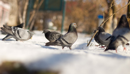 dove in the snow in search of food
