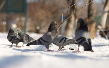 dove in the snow in search of food