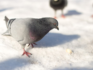 Pigeons in snow