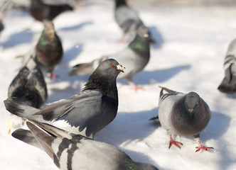 Pigeons in snow