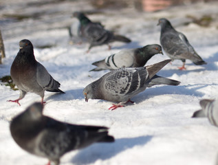 Fototapeta premium Pigeons in snow