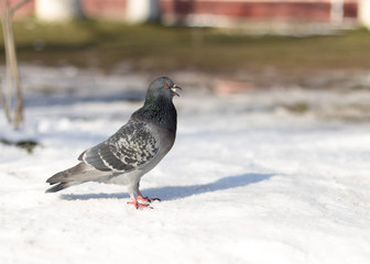 background, snow, blue, white, isolated, beautiful, park, nature, color, blue, black, symbol, day, close, winter, city, bird, wing, feather, beauty, portrait, close-up, natural