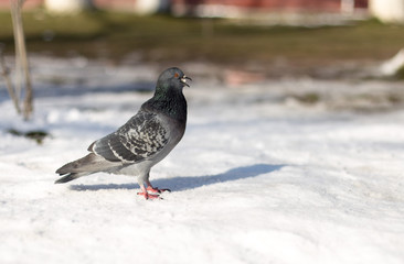 background, snow, blue, white, isolated, beautiful, park, nature, color, blue, black, symbol, day, close, winter, city, bird, wing, feather, beauty, portrait, close-up, natural