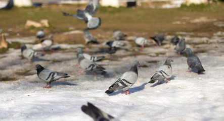 background, snow, blue, white, isolated, beautiful, park, nature, color, blue, black, symbol, day, close, winter, city, bird, wing, feather, beauty, portrait, close-up, natural