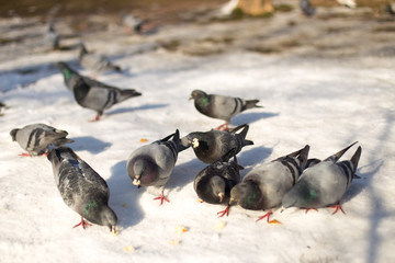 background, snow, blue, white, isolated, beautiful, park, nature, color, blue, black, symbol, day, close, winter, city, bird, wing, feather, beauty, portrait, close-up, natural