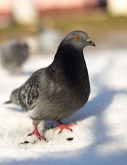 white, snow, blue, winter, nature, dark, blue-gray, cold, bird, gray, beautiful, portrait, season, street