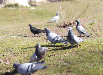 pigeons looking for food