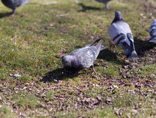 pigeons looking for food